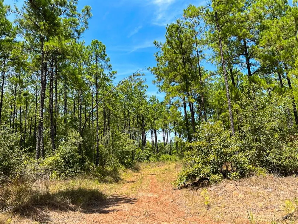 Lost Indian Camp Rd Huntsville, TX 77320