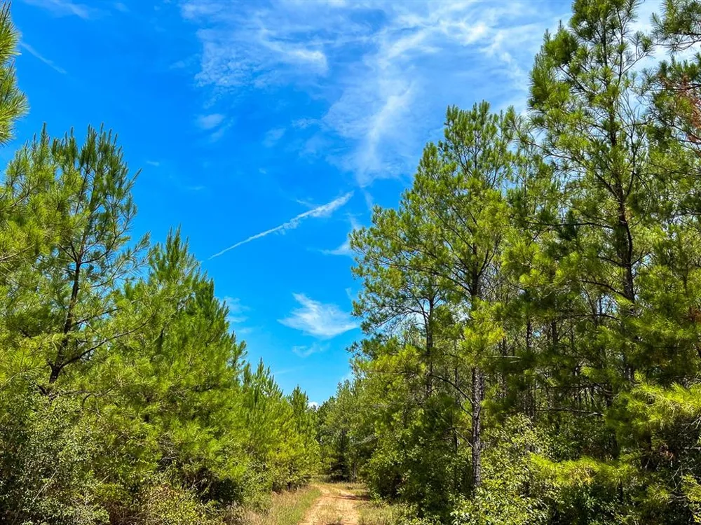 Lost Indian Camp Rd Huntsville, TX 77320