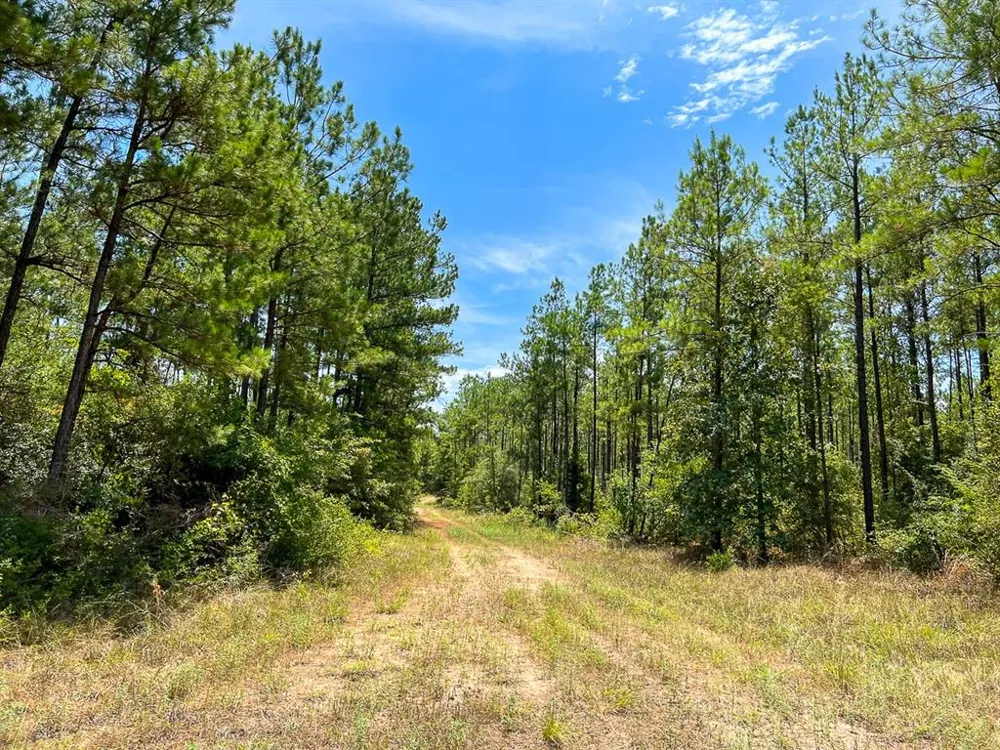 Lost Indian Camp Rd Huntsville, TX 77320