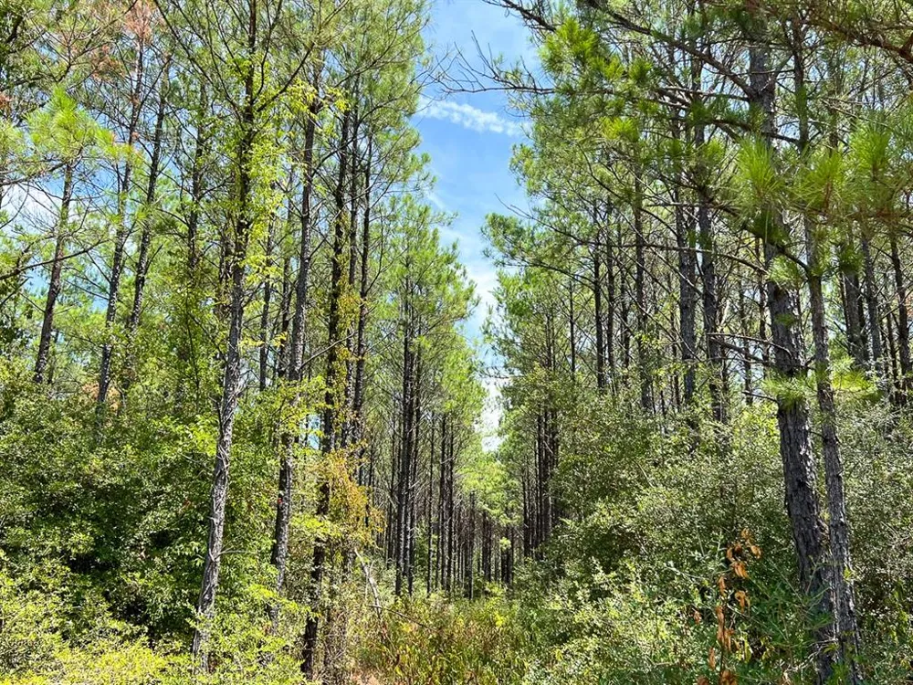 Lost Indian Camp Rd Huntsville, TX 77320