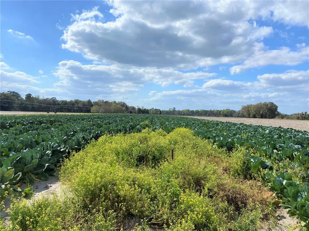 24103 NW COUNTY ROAD 239 Alachua, FL 32615