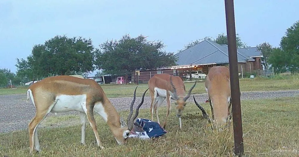 3660 State Highway 285 Highway E Falfurrias, TX 78355