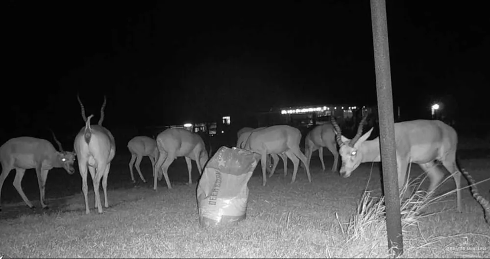 3660 State Highway 285 Highway E Falfurrias, TX 78355