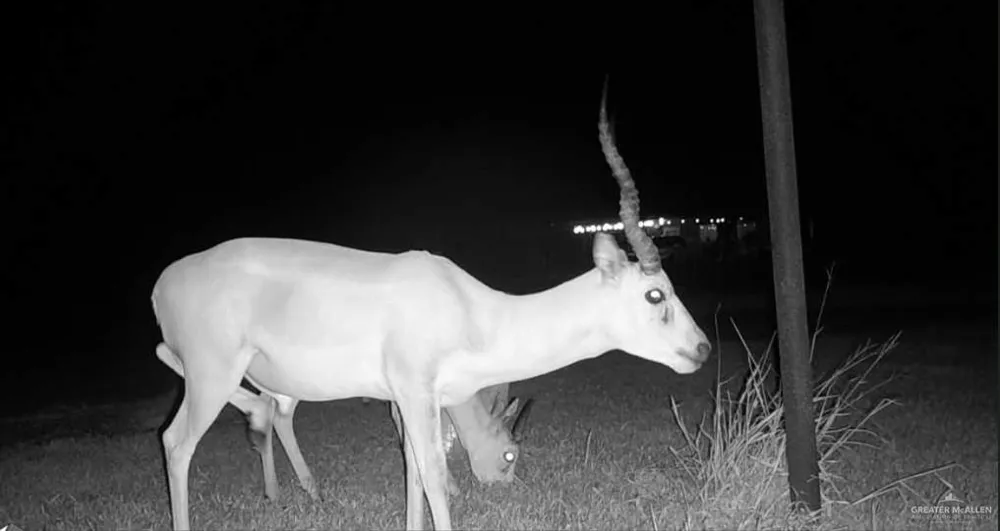 3660 State Highway 285 Highway E Falfurrias, TX 78355