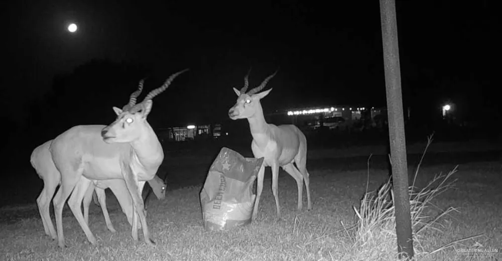 3660 State Highway 285 Highway E Falfurrias, TX 78355