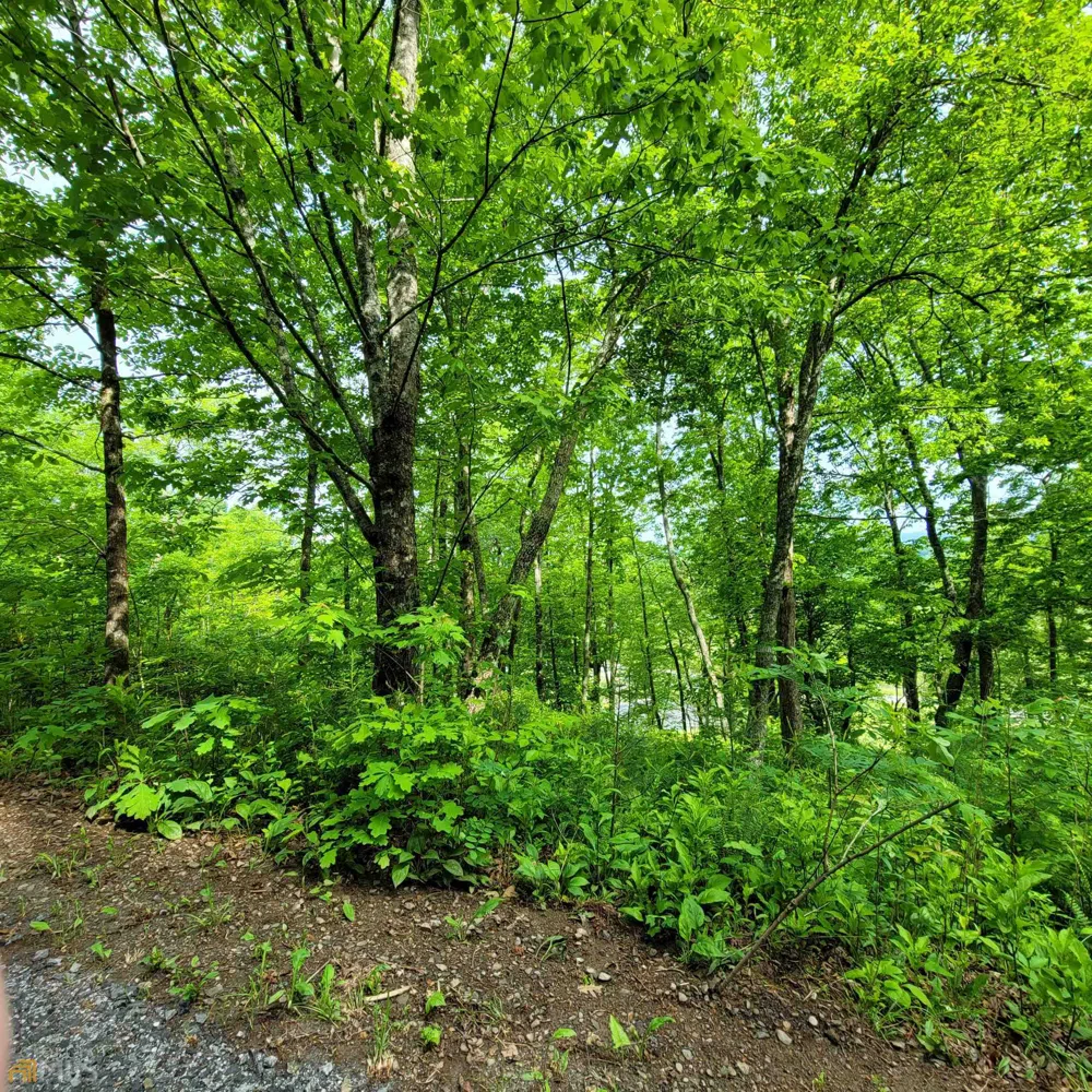 5 Oak Forest Acres Hayesville, NC 28904