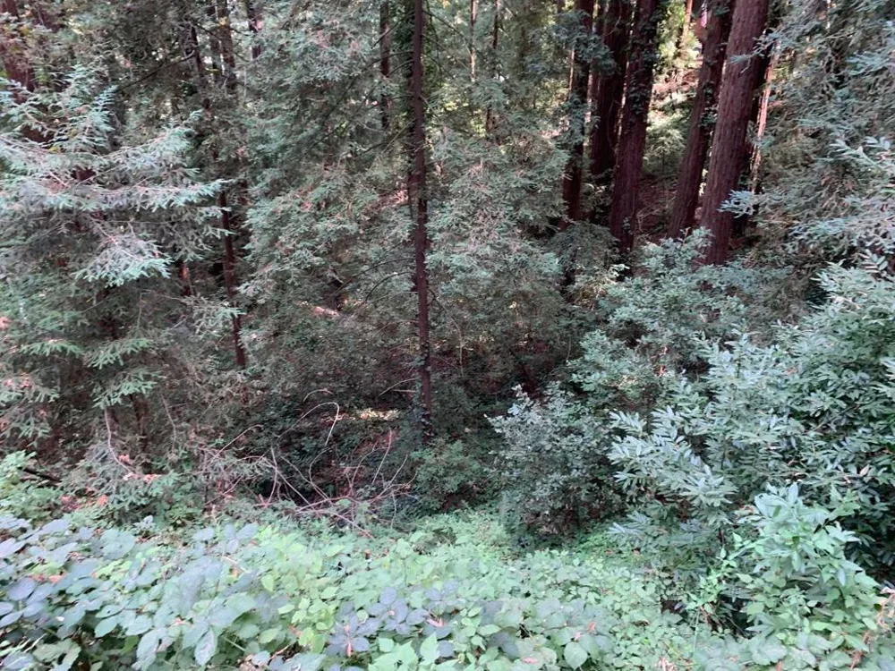 Helen Way Los Gatos, CA 95033