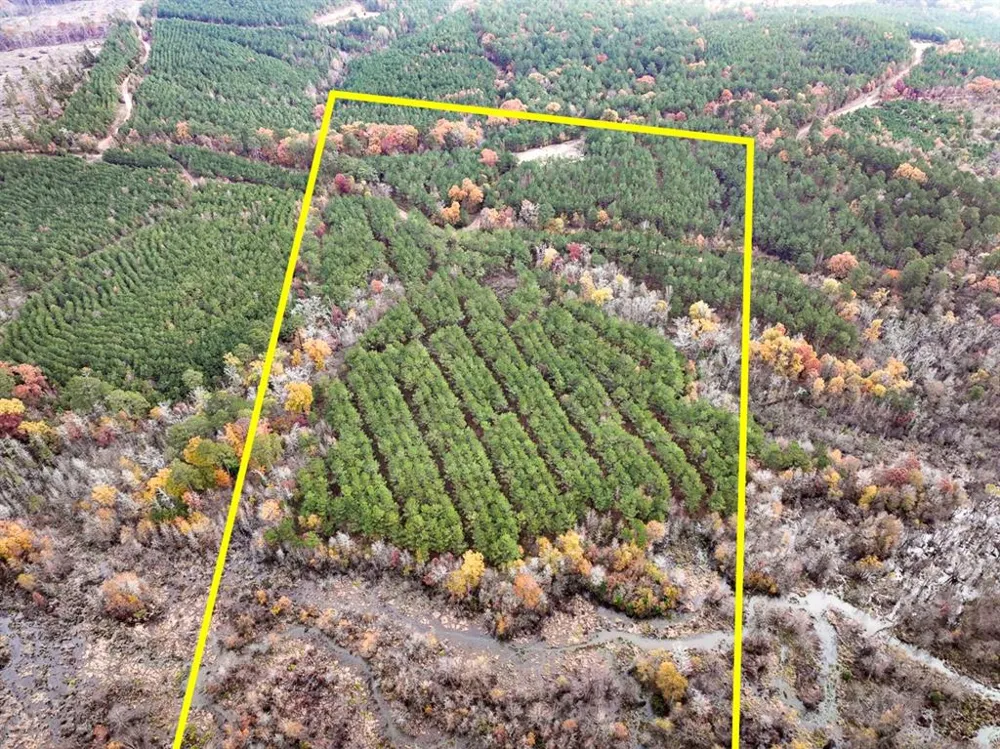CR 1651 Avinger, TX 75630