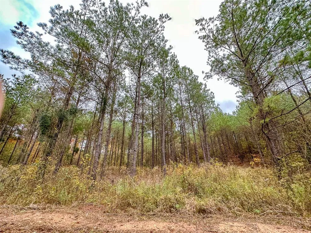 CR 1651 Avinger, TX 75630