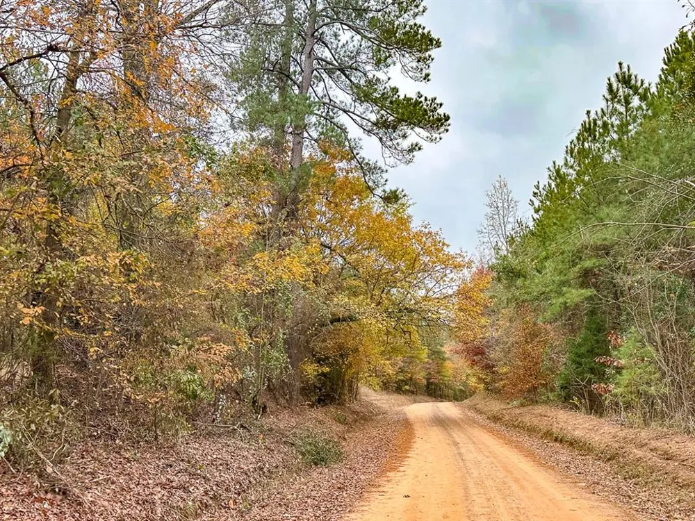 CR 1651 Avinger, TX 75630