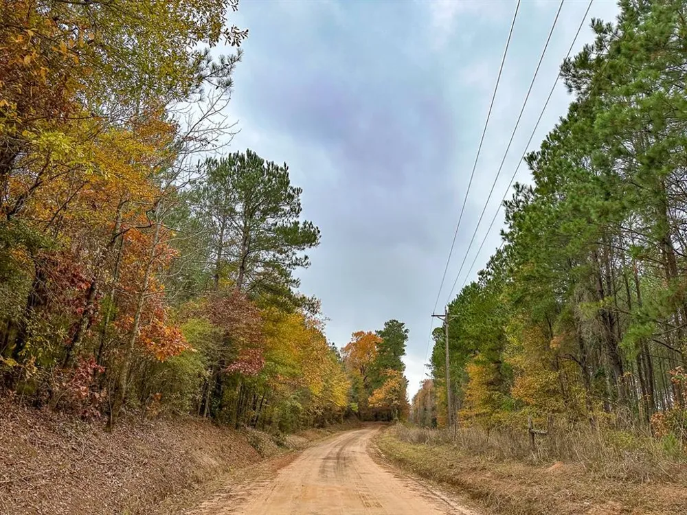 CR 1651 Avinger, TX 75630