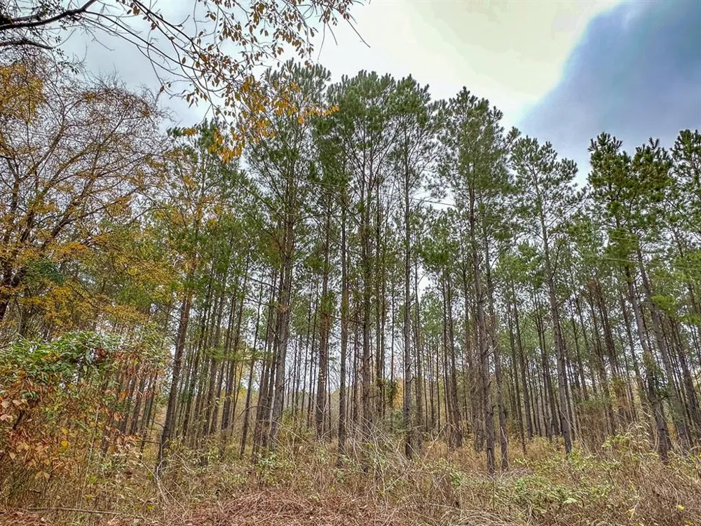 CR 1651 Avinger, TX 75630