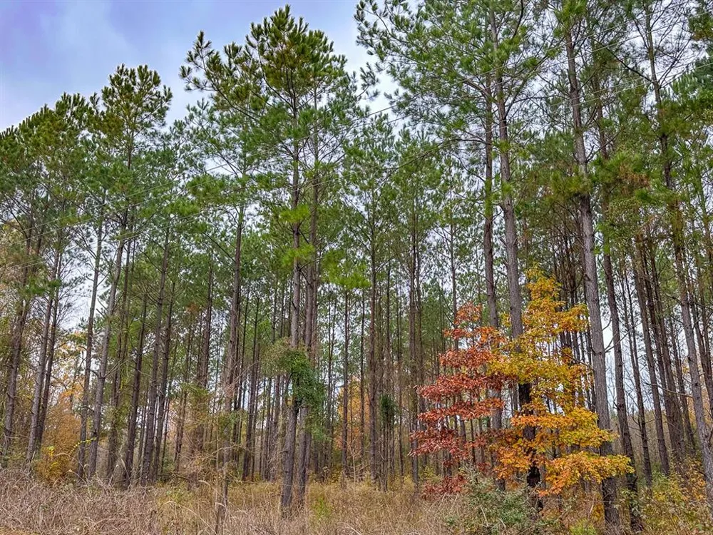 CR 1651 Avinger, TX 75630