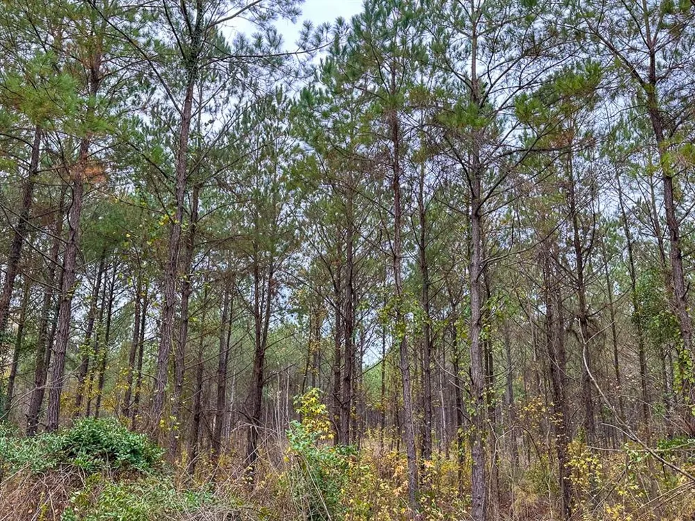 CR 1651 Avinger, TX 75630