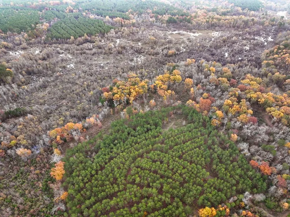 CR 1651 Avinger, TX 75630