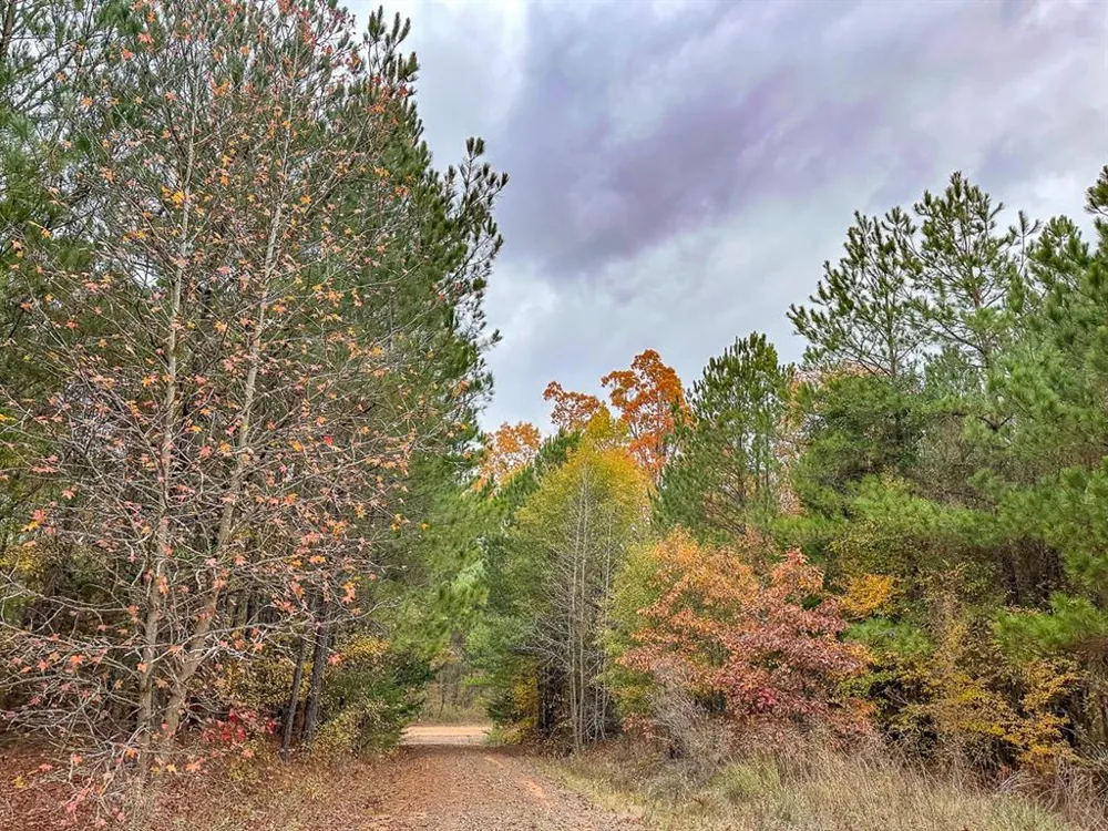 CR 1651 Avinger, TX 75630