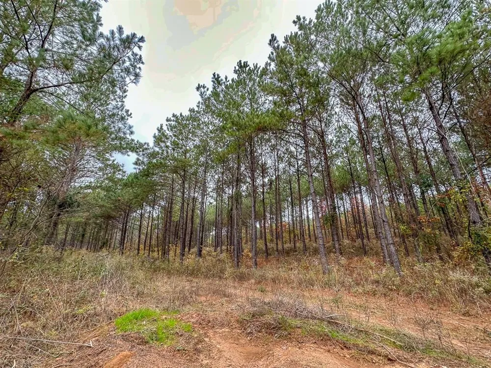 CR 1651 Avinger, TX 75630