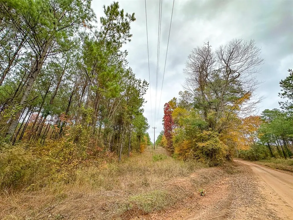 CR 1651 Avinger, TX 75630
