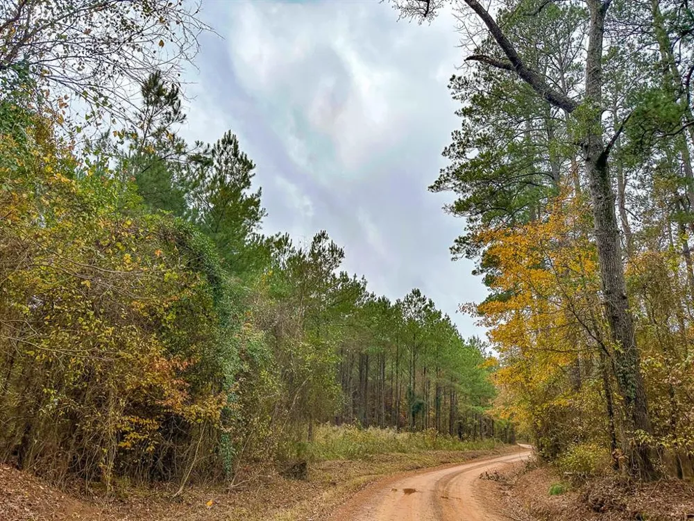 CR 1651 Avinger, TX 75630