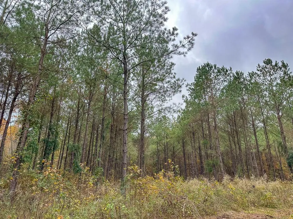 CR 1651 Avinger, TX 75630
