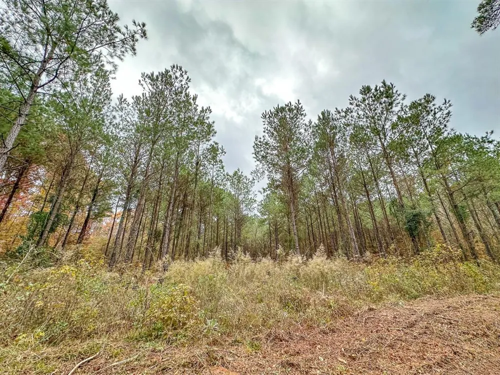 CR 1651 Avinger, TX 75630