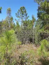 SALYERS ROAD Clermont, FL 34714