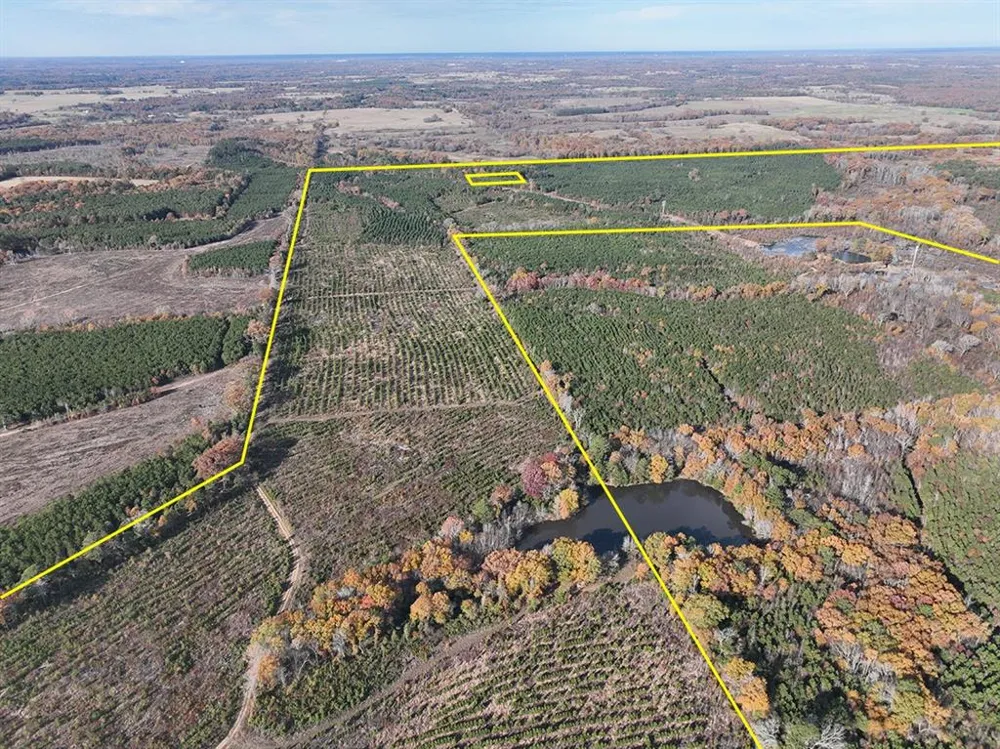 CR 3201 Daingerfield, TX 75638