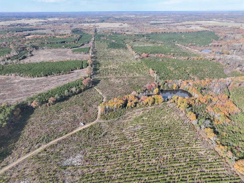 CR 3201 Daingerfield, TX 75638