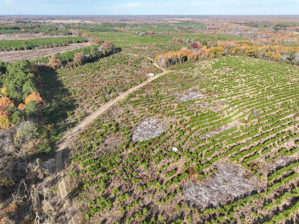 CR 3201 Daingerfield, TX 75638