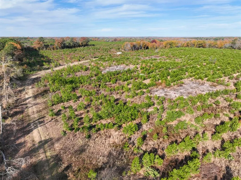 CR 3201 Daingerfield, TX 75638