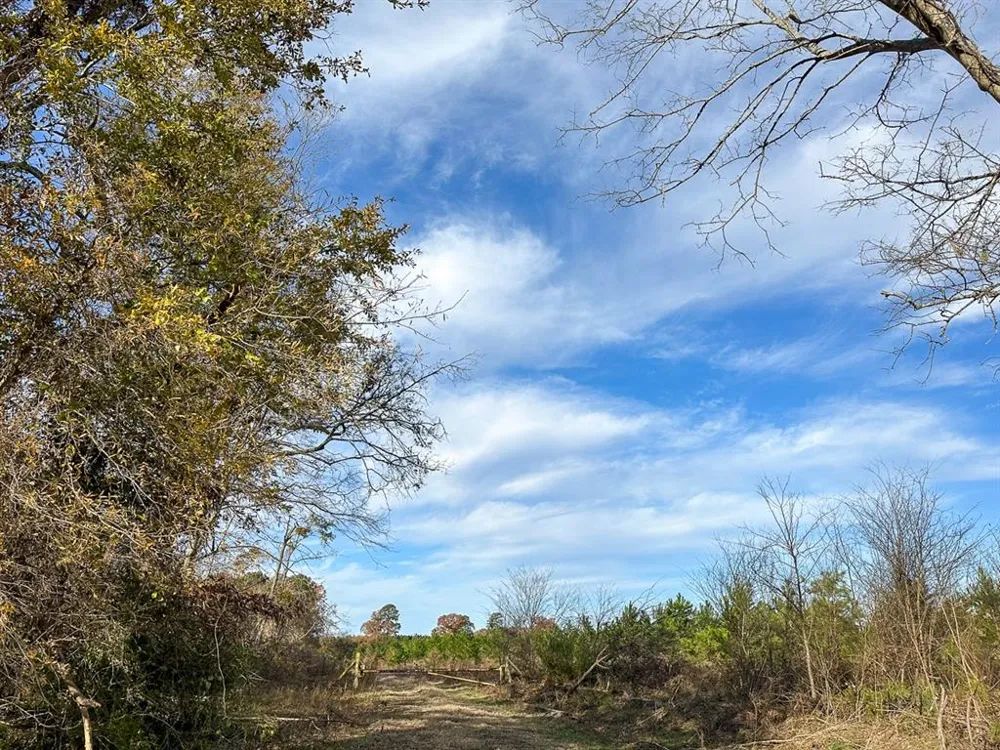 CR 3201 Daingerfield, TX 75638