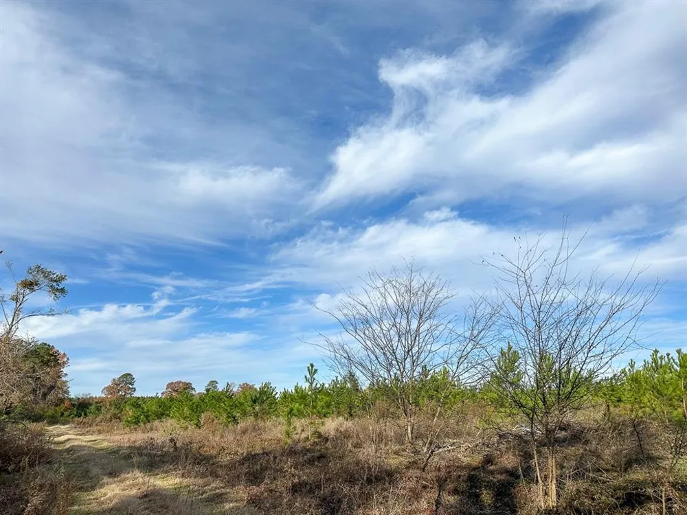 CR 3201 Daingerfield, TX 75638