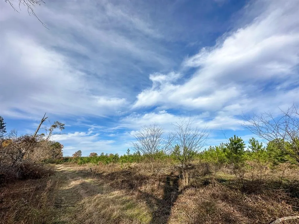CR 3201 Daingerfield, TX 75638
