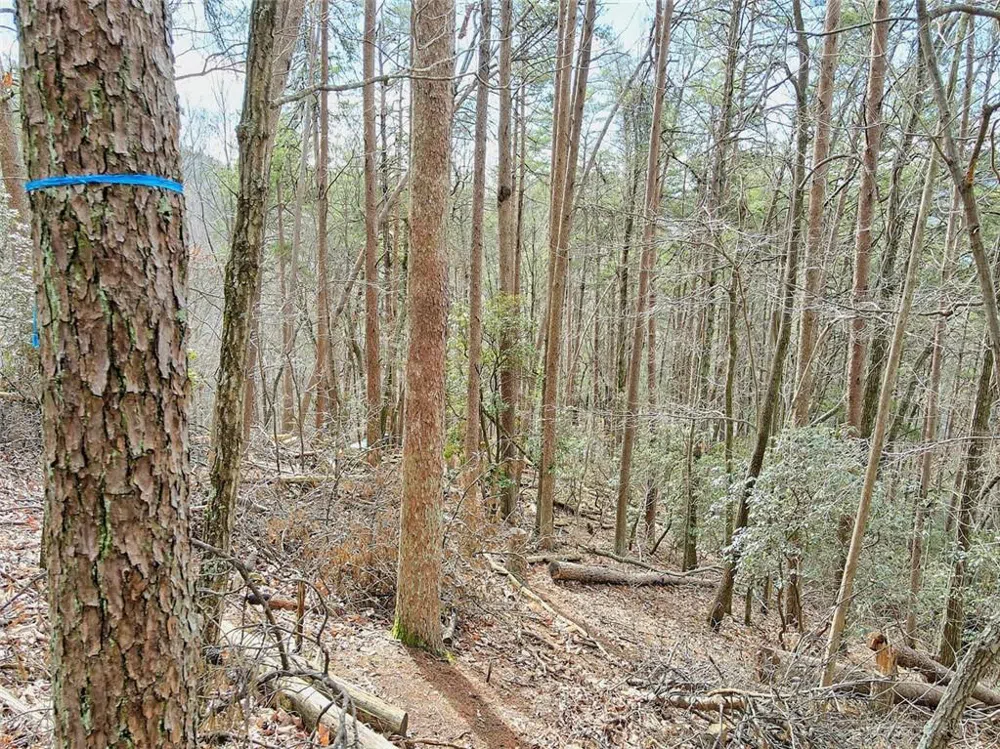 1109 Quail Cove Drive Big Canoe, GA 30143