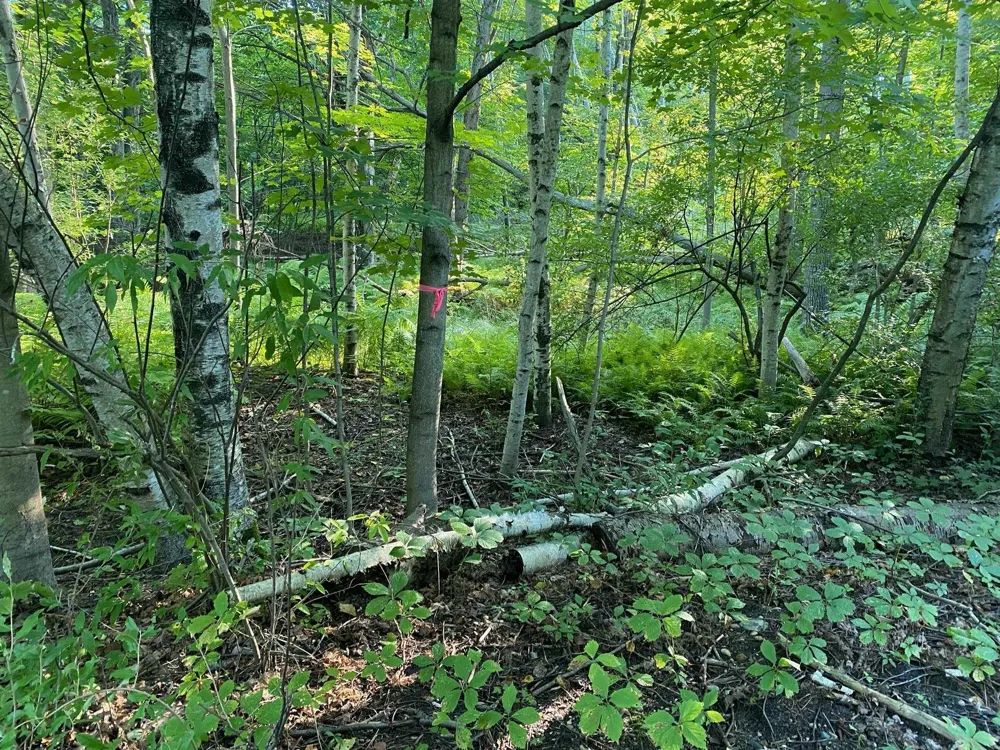 Allegheny Trail Evart Township, MI 49631