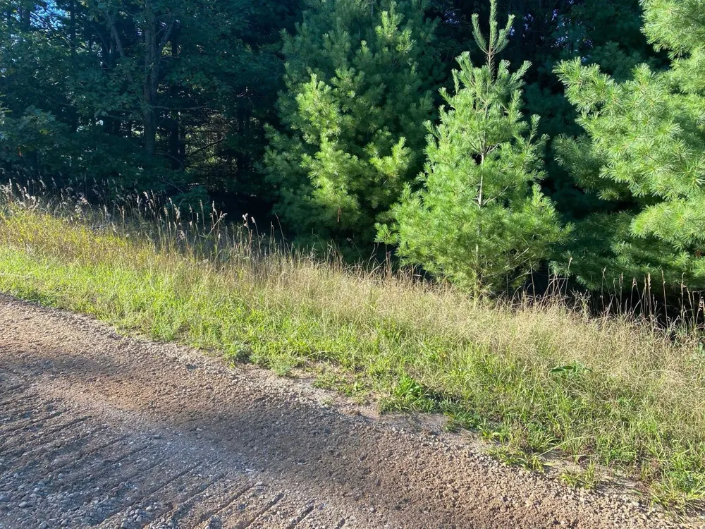 Allegheny Trail Evart Township, MI 49631
