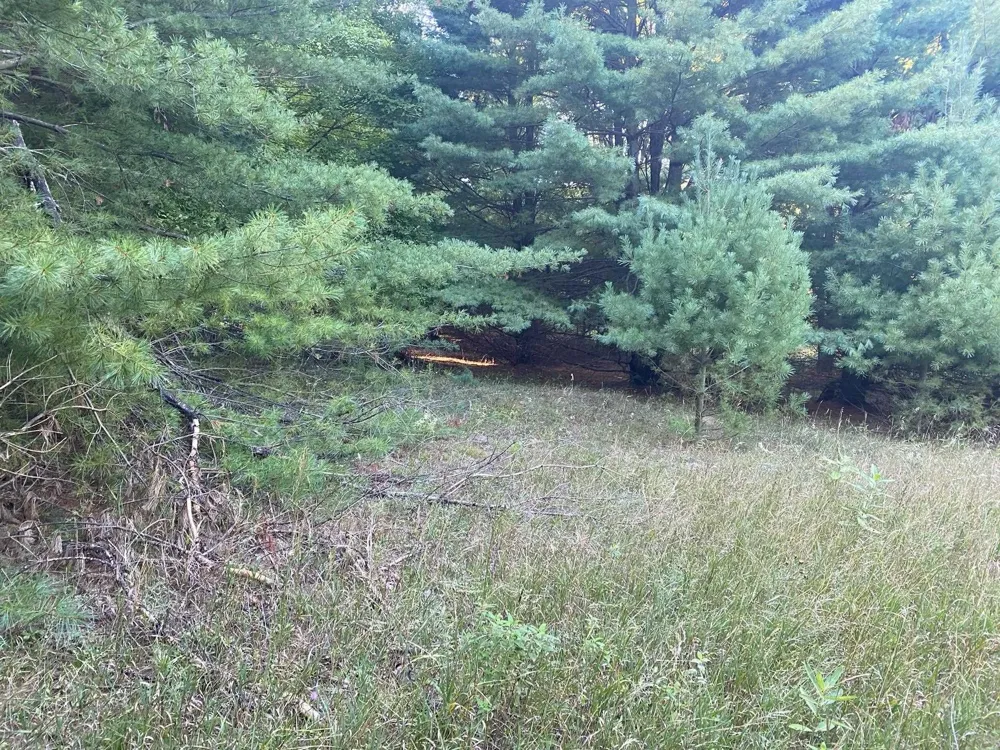 Allegheny Trail Evart Township, MI 49631