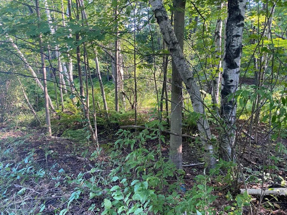 Allegheny Trail Evart Township, MI 49631