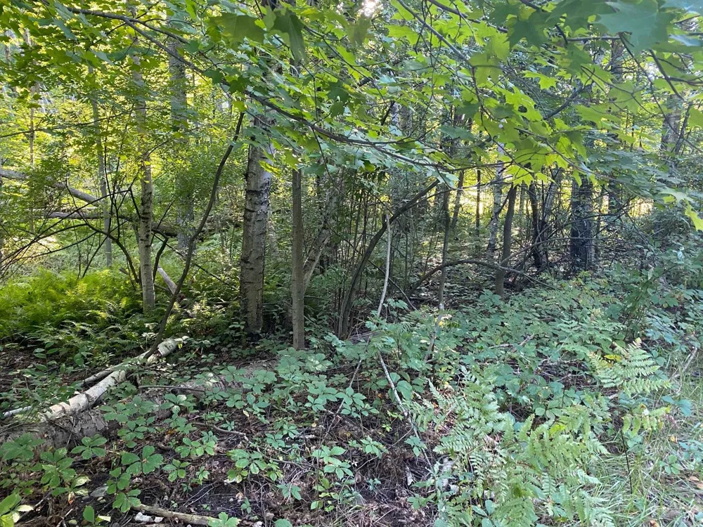Allegheny Trail Evart Township, MI 49631