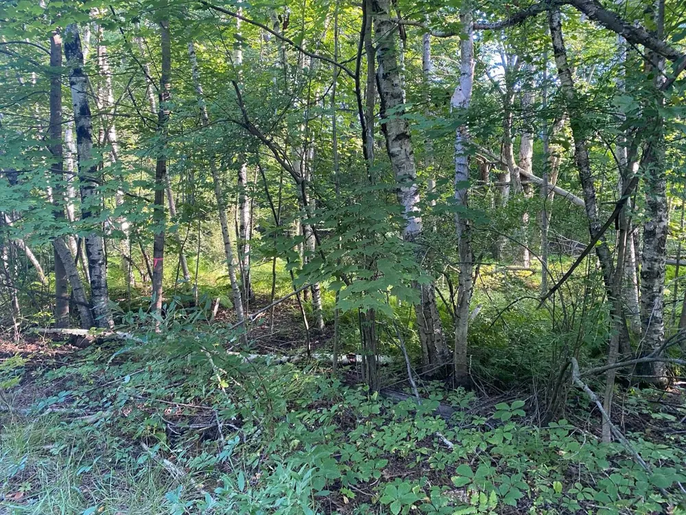Allegheny Trail Evart Township, MI 49631