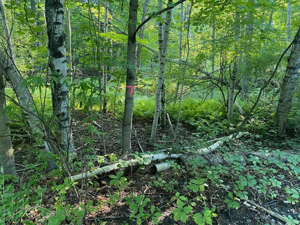 Allegheny Trail Evart Township, MI 49631