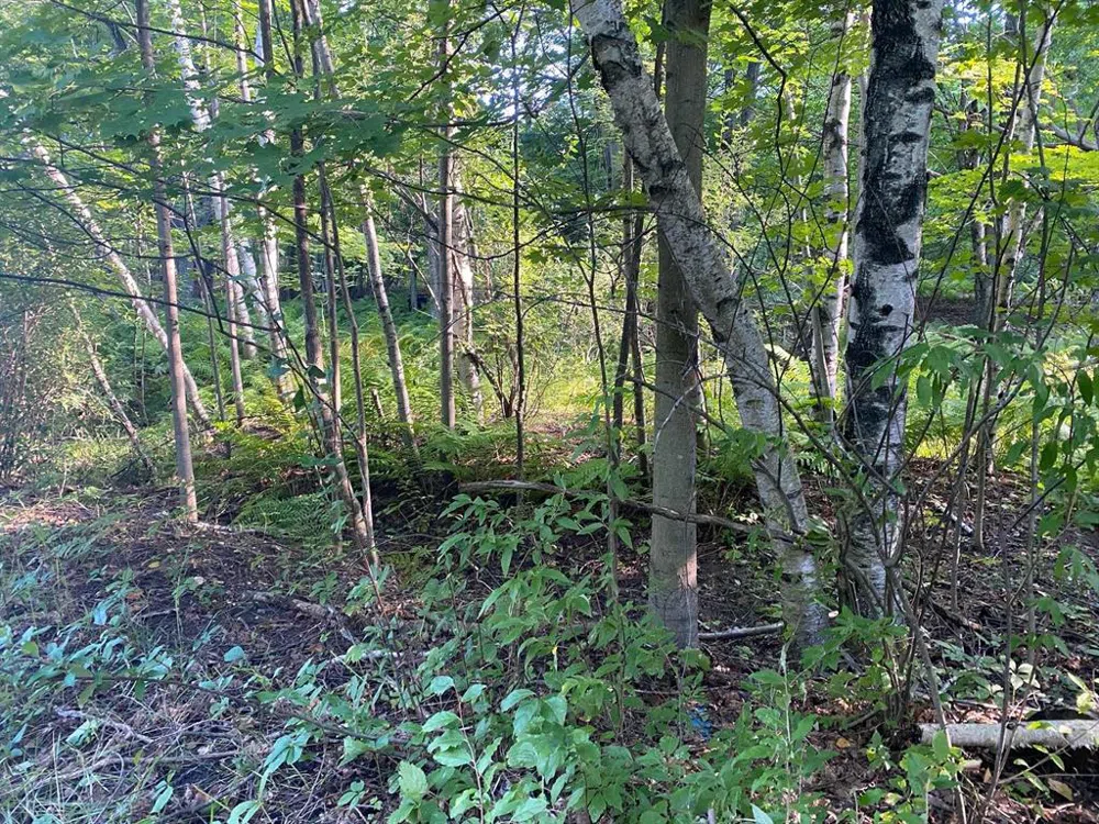 Allegheny Trail Evart Township, MI 49631