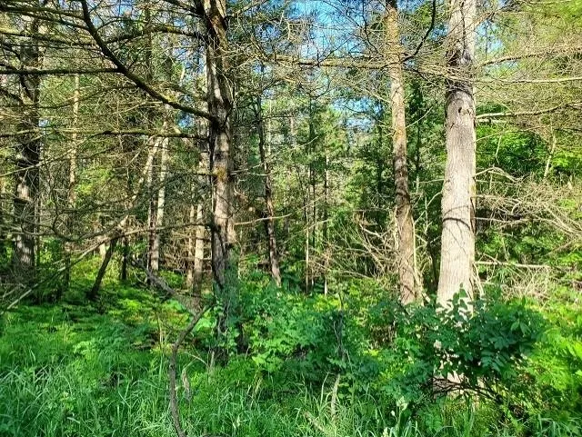 Quigley Road Mills Township, MI 48610