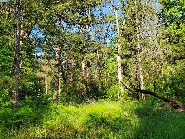 Quigley Road Mills Township, MI 48610