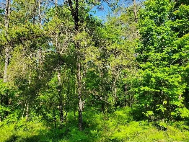 Quigley Road Mills Township, MI 48610