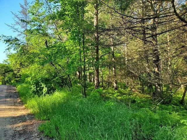 Quigley Road Mills Township, MI 48610