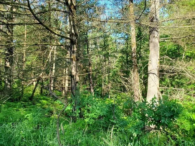 Quigley Road Mills Township, MI 48610