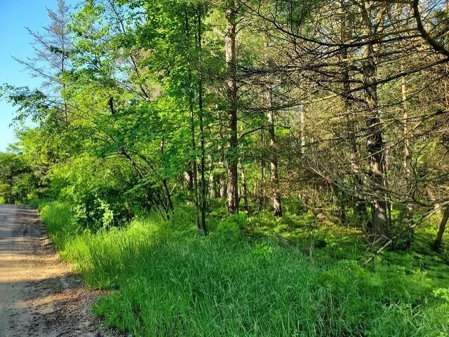 Quigley Road Mills Township, MI 48610