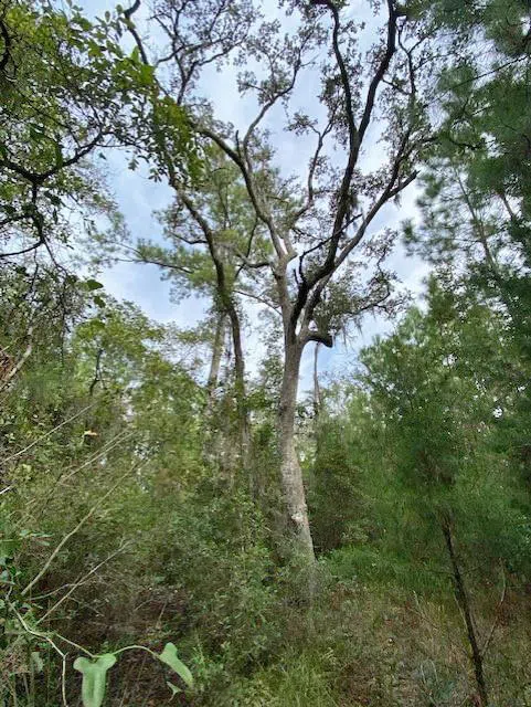 0 La Sole Lane Waverly, GA 31565