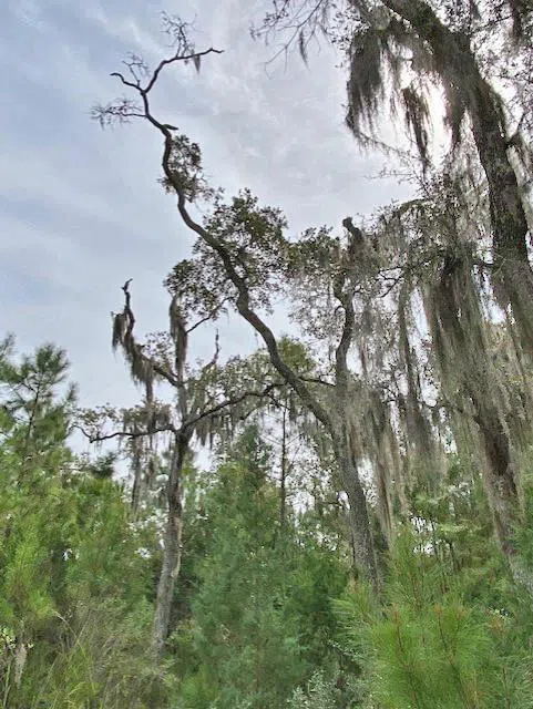 0 La Sole Lane Waverly, GA 31565